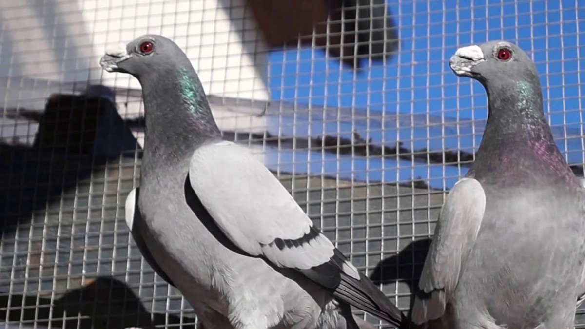 شركة تركيب طارد الحمام