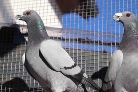 شركة تركيب طارد الحمام شركة تركيب طارد الحمام
